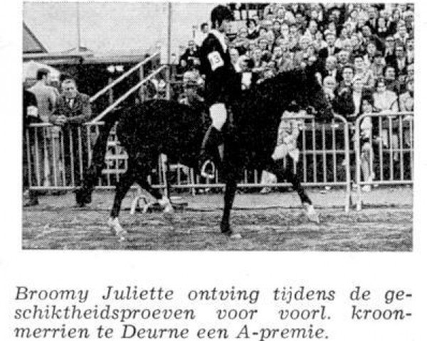 broodmare Broomy Juliette (New Forest Pony, 1964, from Howen Marshall)