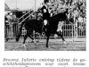 Zuchtstute Broomy Juliette (New-Forest-Pony, 1964, von Howen Marshall)