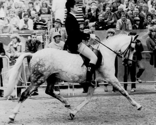 broodmare Hemelrijk's Annabelle (New Forest Pony,  , from Prescott Starletta's Danny)