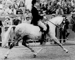 broodmare Hemelrijk's Annabelle (New Forest Pony,  , from Prescott Starletta's Danny)