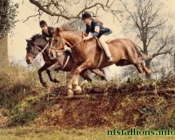 broodmare Priory Pink Petticoats (New Forest Pony, 1962, from Priory Gay Gordon)