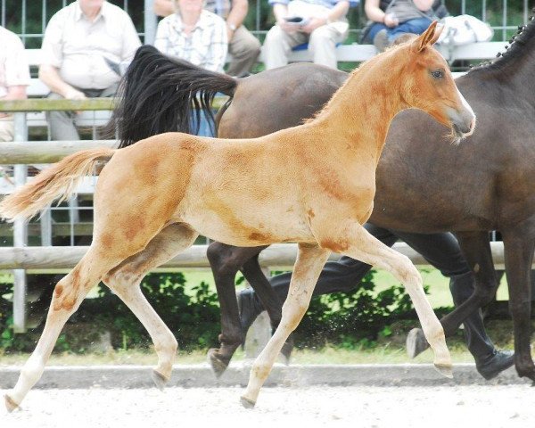 Springpferd Polartraum (Trakehner, 2014, von Shavalou)