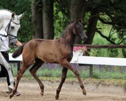 Zuchtstute Fliederelfe (Trakehner, 2014, von Herakles TSF)