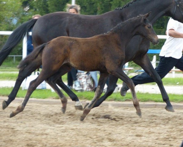 Zuchtstute Oktave (Trakehner, 2014, von Lossow)