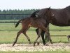 dressage horse El Monte (Trakehner, 2014, from Windsor)