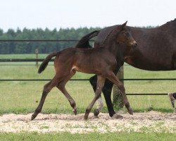 dressage horse El Monte (Trakehner, 2014, from Windsor)