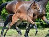 dressage horse Philippa (Trakehner, 2014, from Syriano)