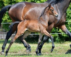 dressage horse Philippa (Trakehner, 2014, from Syriano)