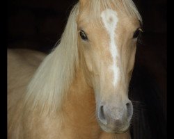 stallion Soleil Cendré (Sindbad) (German Warmblood, 2013, from Talisman GF)