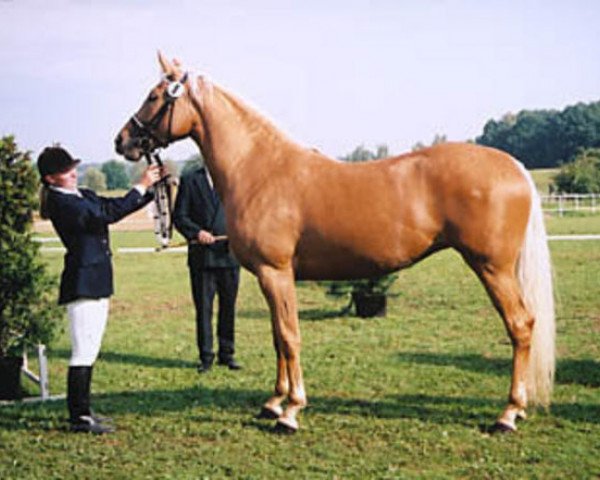 Zuchtstute Sofi (Kinsky-Pferd, 2000, von Mineral)