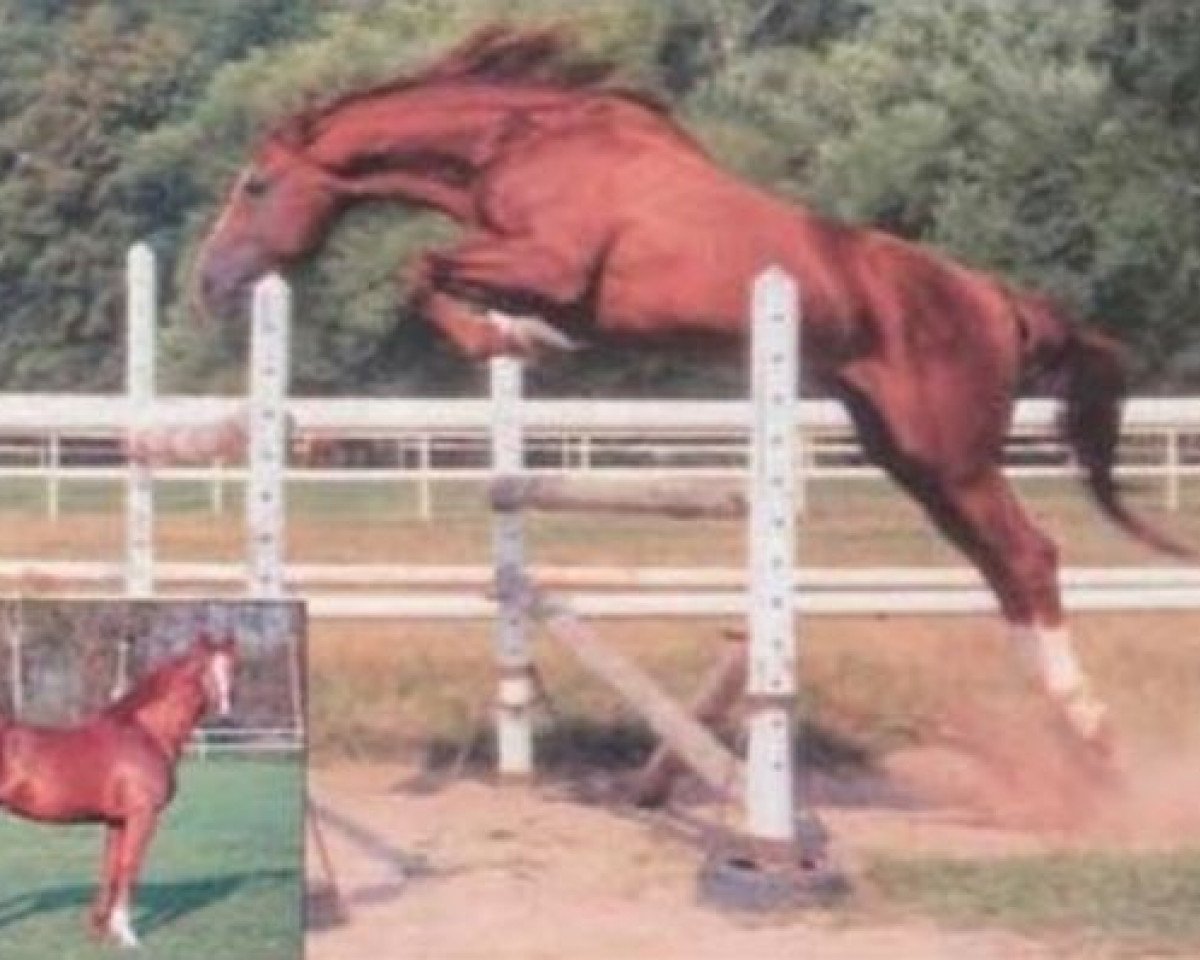 stallion Ascot (Selle Français, 1982, from Alme)
