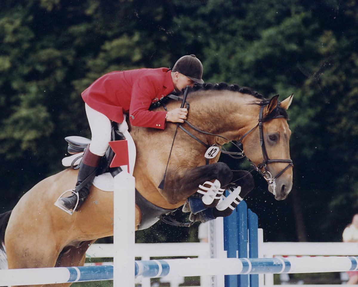 Deckhengst 918 Alois (Tschechisches Warmblut, 1993, von Ascot)
