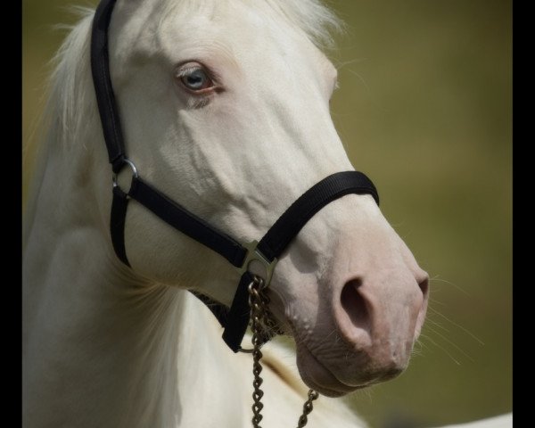 broodmare Sáva (Kinsky horse, 2009, from 918 Alois)