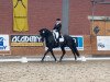 dressage horse Dorian 313 (Oldenburg, 2005, from Don Primero)