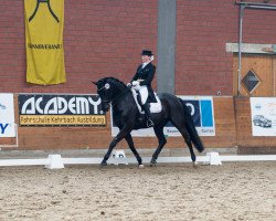 dressage horse Dorian 313 (Oldenburg, 2005, from Don Primero)