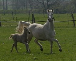 broodmare Gold Luck (German Warmblood, 2001, from Golden Benjamin)