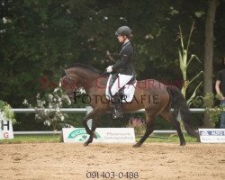 jumper Cira 41 (German Riding Pony, 2005, from Hennes Lux Dressage)