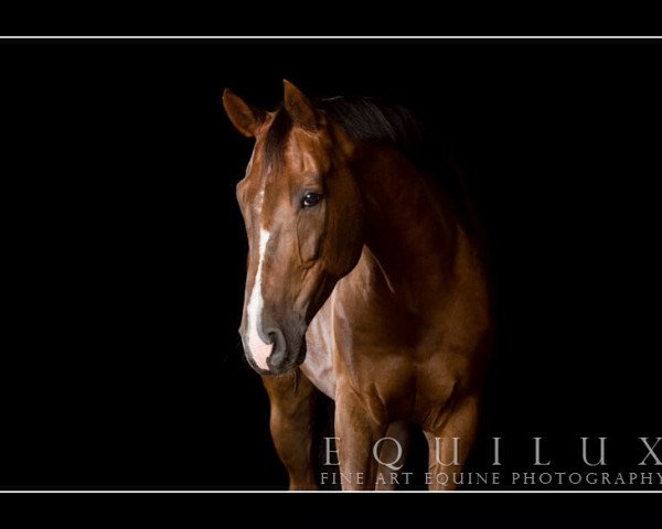 Springpferd Chouan (Oldenburger Springpferd, 2006, von Centadel)