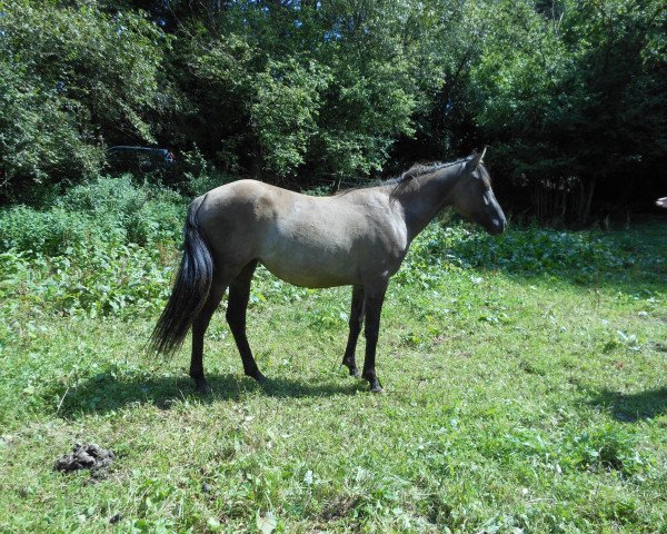 horse King Hollywoods May (Quarter Horse, 2012, from Frees King Hollywood)