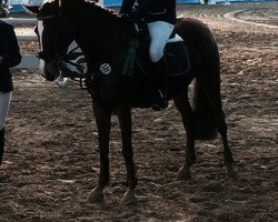 broodmare Levante 21 (German Riding Pony, 2008, from Losander)