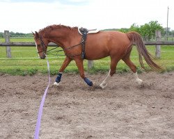 horse Wachtmeester (KWPN (Royal Dutch Sporthorse), 2003, from Hofmeester)