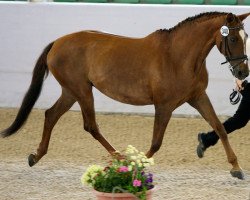 broodmare Tracy 27 (Trakehner, 1997, from Herzberg)