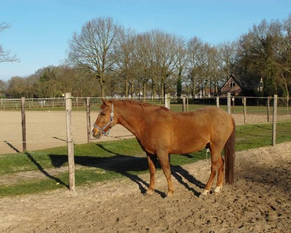 Pferd Aron (New-Forest-Pony, 1996, von Silverlea Spiderman)