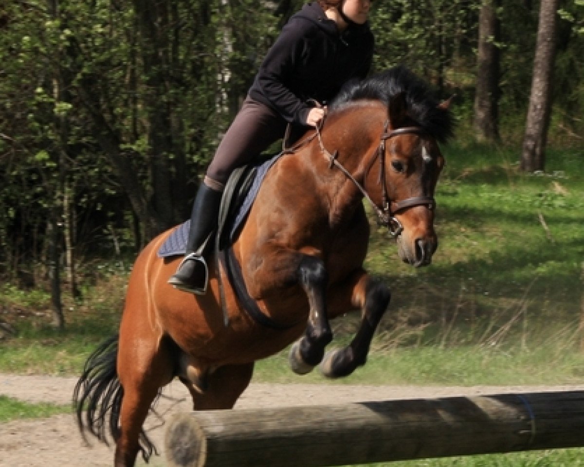horse Silverlea Spiderman (New Forest Pony, 1992, from Silverlea Spotlight)