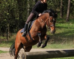 horse Silverlea Spiderman (New Forest Pony, 1992, from Silverlea Spotlight)