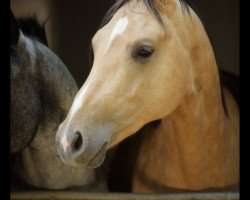 stallion Muppet McElvis (German Warmblood, 2012, from Magic Memphis)