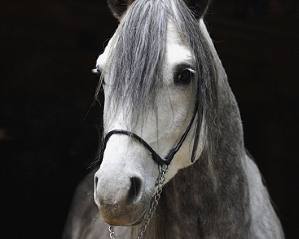 horse Akwedukt (Arabian thoroughbred, 2006, from Perlik)