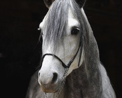 Pferd Akwedukt (Vollblutaraber, 2006, von Perlik)