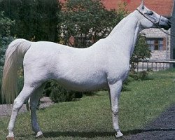 broodmare Etola 1982 ox (Arabian thoroughbred, 1962, from Nabor 1950 ox)