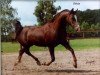 broodmare Eklezja 1996 ox (Arabian thoroughbred, 1996, from Monogramm 1985 ox)