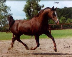 broodmare Eklezja 1996 ox (Arabian thoroughbred, 1996, from Monogramm 1985 ox)