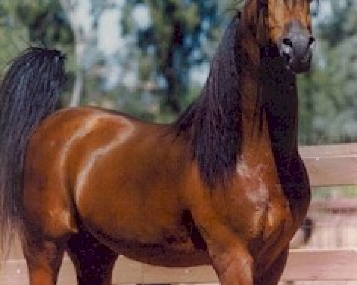 stallion Genesis C 1989 oc (Arabian purebred, 1989, from Bey Shah ox)