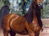 stallion Genesis C 1989 oc (Arabian thoroughbred, 1989, from Bey Shah ox)