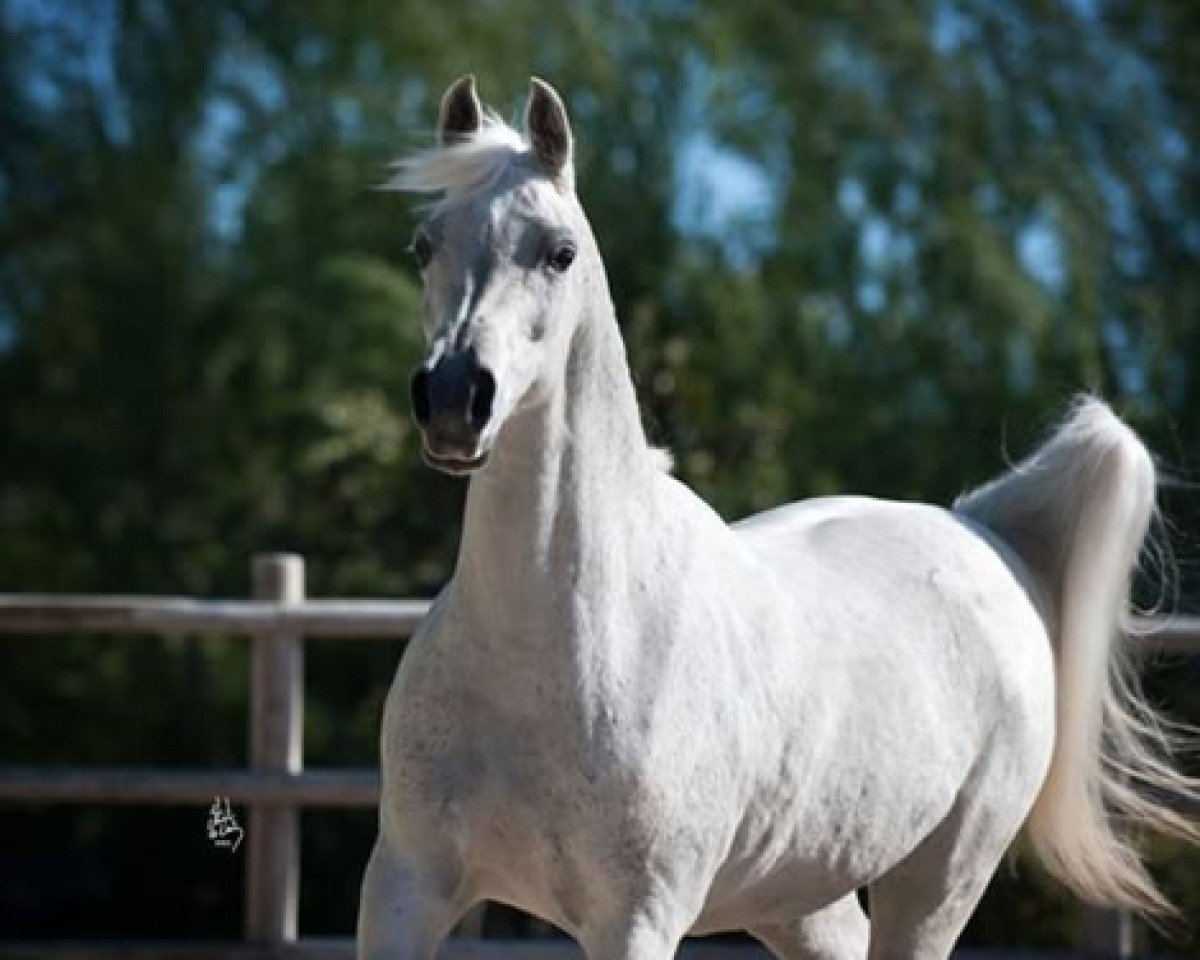 broodmare Silken Sable 1997 ox (Arabian purebred, 1997, from Genesis C 1989 oc)