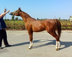 stallion Exspirien 2012 ox (Arabian thoroughbred, 2012, from Eden C 2005 ox)