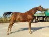 broodmare Ekspiracja 2008 ox (Arabian thoroughbred, 2008, from WH Justice ox)