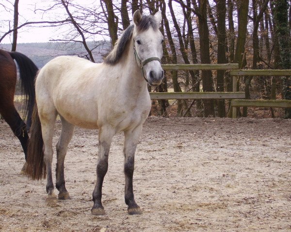 Pferd Freddy (Andalusier, 2006, von Disidente)
