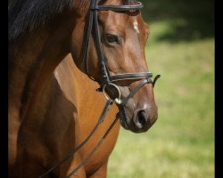 Zuchtstute Mondfee (Trakehner, 2002, von Finley M)