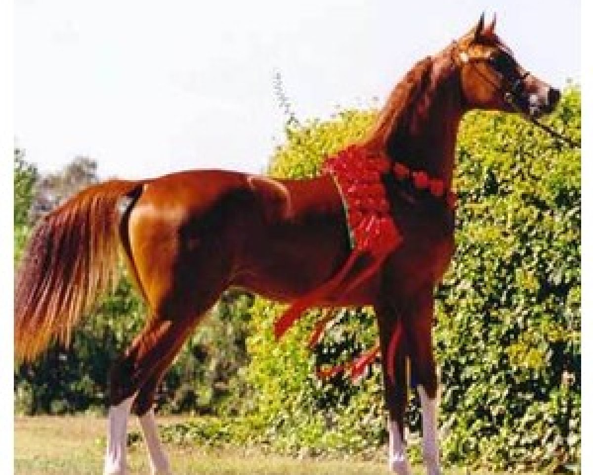 stallion Enzo 1999 ox (Arabian purebred, 1999, from Padrons Psyche 1988 ox)