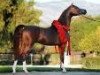 stallion Eden C 2005 ox (Arabian thoroughbred, 2005, from Enzo 1999 ox)