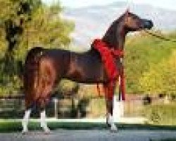 stallion Eden C 2005 ox (Arabian thoroughbred, 2005, from Enzo 1999 ox)