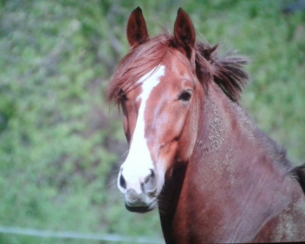 horse Passion Dream (Rhinelander, 2009, from Poleggio)