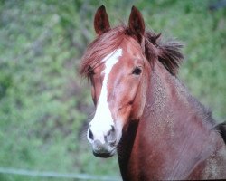 Pferd Passion Dream (Rheinländer, 2009, von Poleggio)