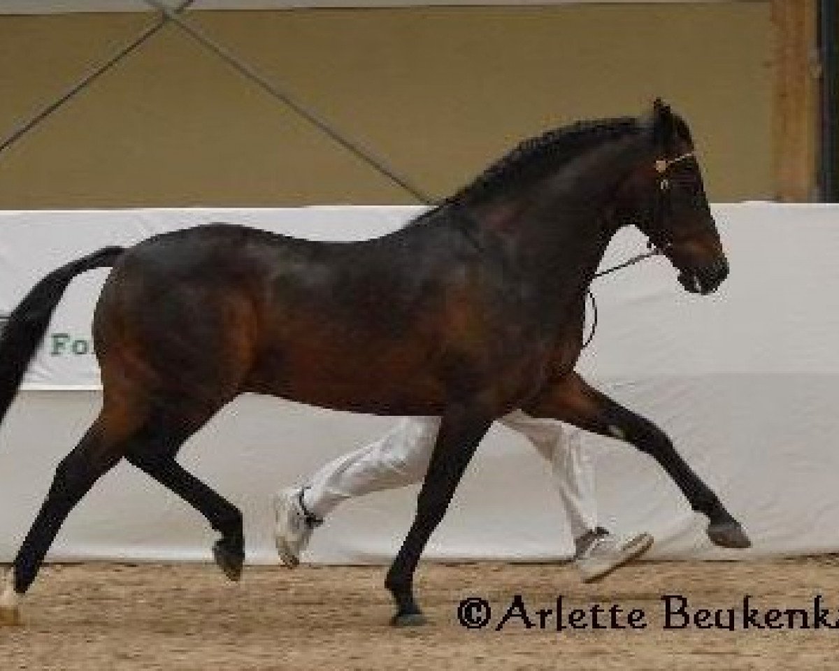 Deckhengst Poppings Macho (New-Forest-Pony, 2004, von Meonbury Peter Rabbit)