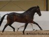 Deckhengst Poppings Macho (New-Forest-Pony, 2004, von Meonbury Peter Rabbit)