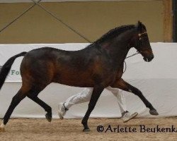 stallion Poppings Macho (New Forest Pony, 2004, from Meonbury Peter Rabbit)